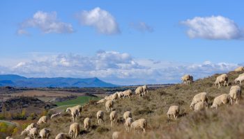 foto 2 ganaderia pastoreando