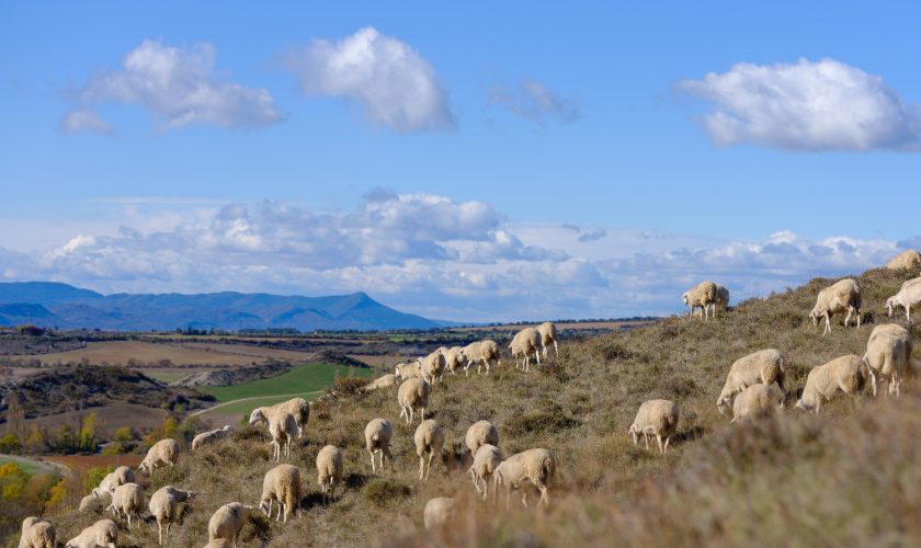 foto 2 ganaderia pastoreando