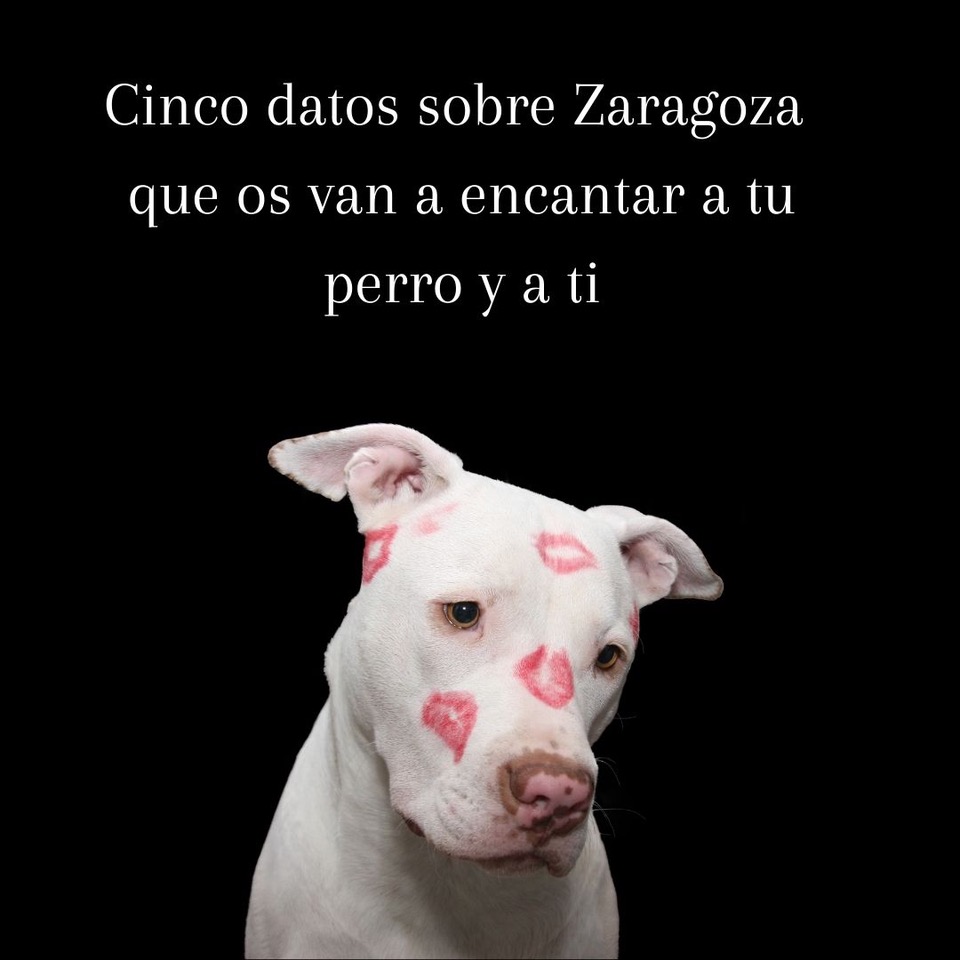 Cinco datos sobre Zaragoza q que os van a encantar a tu perro y a ti(1)