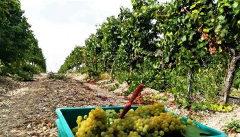 DOP SOMONTANO_Vendimia 2021_ Chardonnay Bodega Enate