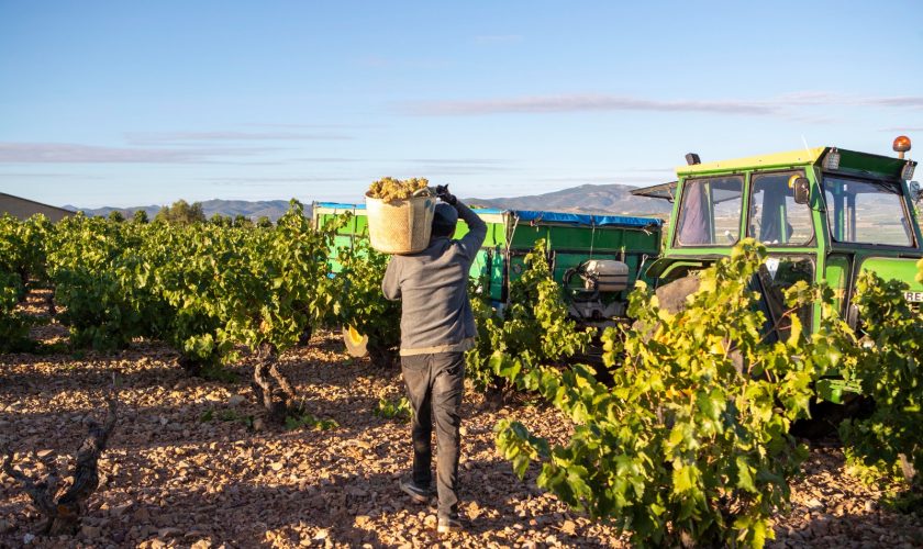 La Denominación Cariñena ha recogido más de 80 millones de kilos de uva en 2022 (2)
