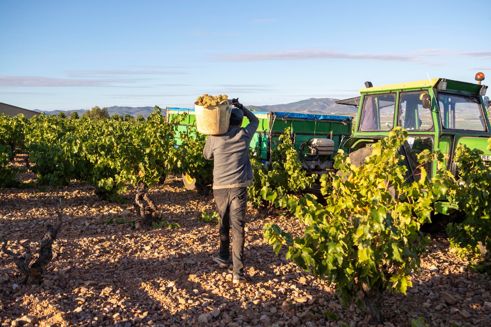 La Denominación Cariñena ha recogido más de 80 millones de kilos de uva en 2022 (2)