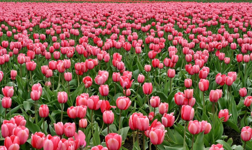 tulips-flowers-fish-eye-red-66896