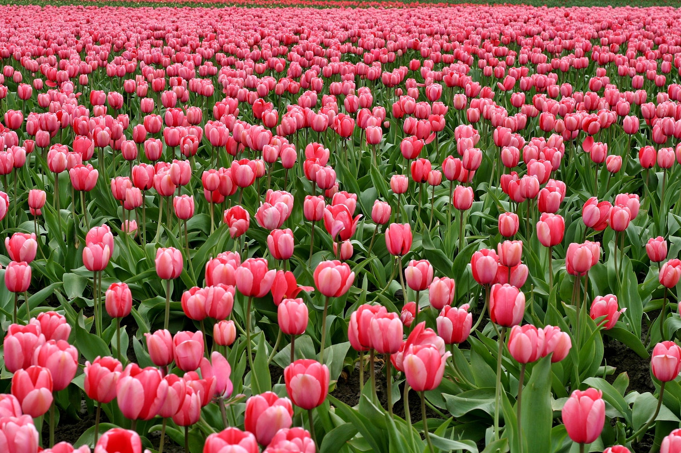 tulips-flowers-fish-eye-red-66896